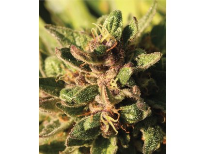 68835 humboldt seed company pineapple muffin auto autoflowering feminized