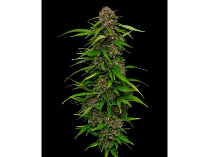 68862 humboldt seed company squirt auto autoflowering feminized