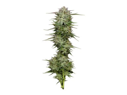 68880 humboldt seed company pound town auto autoflowering feminized