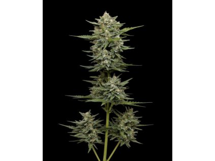 Humboldt Seed Company, Vanilla Latte Auto, autoflowering feminized (Balení 10ks)