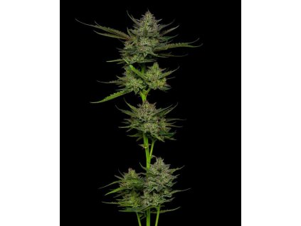 68910 humboldt seed company sour apple auto autoflowering feminized