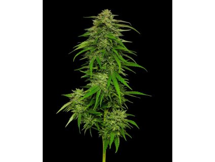 68943 humboldt seed company mango sherbet regular