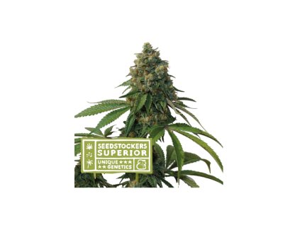 68946 seedstockers thunder dawg regular