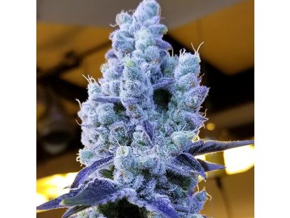 68952 ethos genetics mandarin cookies v2 feminized