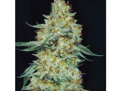 68961 ethos genetics member berry rbx1 feminized
