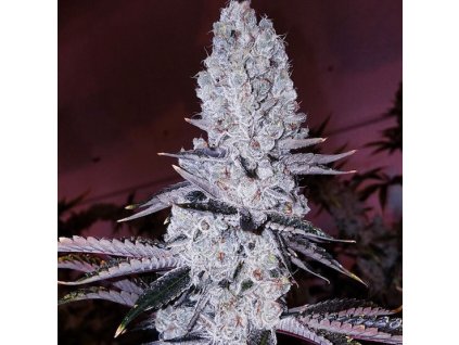 68964 ethos genetics original mandarin cookies feminized