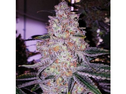 68970 ethos genetics planet of the grapes rbx feminized