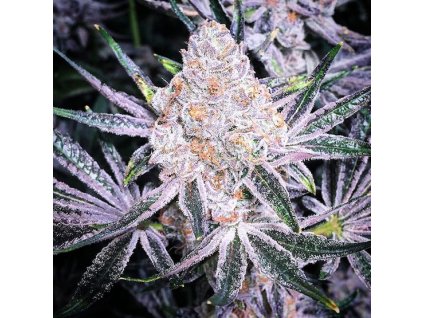 68976 ethos genetics purple sunset rbx2 feminized