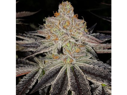 68991 ethos genetics purple zkittlez rbx feminized