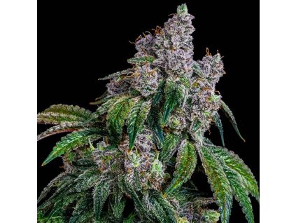 68994 ethos genetics shawty r1 feminized