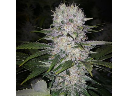 68997 ethos genetics skunk hero rbx1 feminized