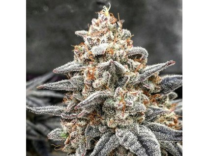 69003 ethos genetics white wedding rbx feminized