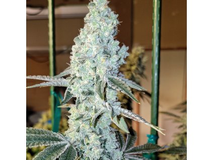 69015 ethos genetics zweet og r2 feminized