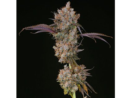 69018 ethos genetics xxx feminized