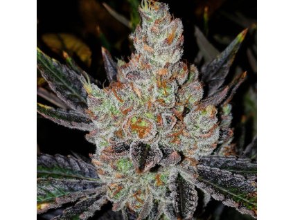 69024 ethos genetics 10th planet r1 feminized