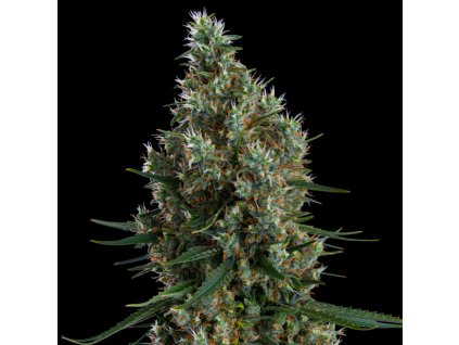 69027 ethos genetics zweet inzanity rbx feminized