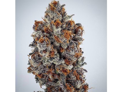 69030 ethos genetics banana hammock rbx feminized