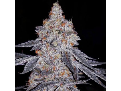 69036 ethos genetics banana daddy r1 feminized