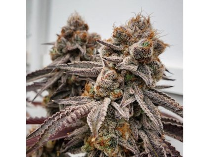 69048 ethos genetics big d energy r1 feminized