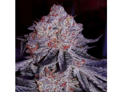 69054 ethos genetics cherry gar see ya r1 feminized