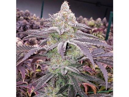 69066 ethos genetics colin og rbx feminized