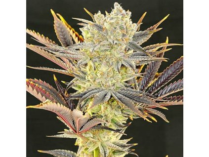 69072 ethos genetics citradelic sunset feminized