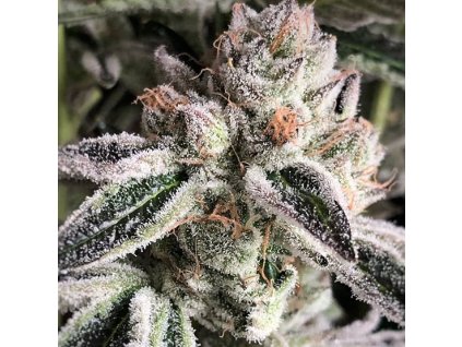 69078 ethos genetics crescendo rbx1 feminized