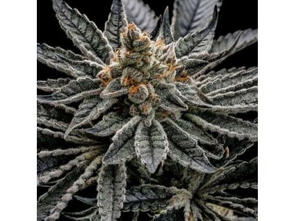 69087 ethos genetics end game r2 feminized