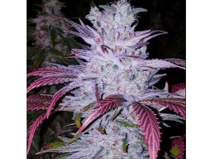 69093 ethos genetics early lemon berry rbx feminized