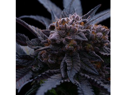 69099 ethos genetics end game rbx the punch line feminized
