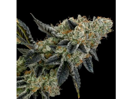 69105 ethos genetics end game rbx ec4 line feminized