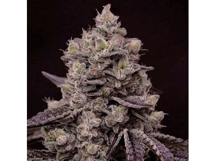 69117 ethos genetics fanta sea rbx feminized