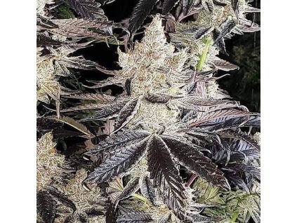 69123 ethos genetics ethos cookies r2 feminized