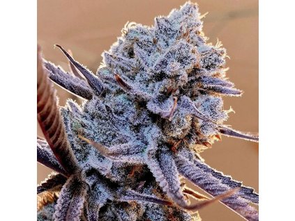 69126 ethos genetics lilac diesel rbx2 feminized