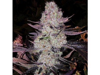 69129 ethos genetics lemon berry candy og r2 feminized