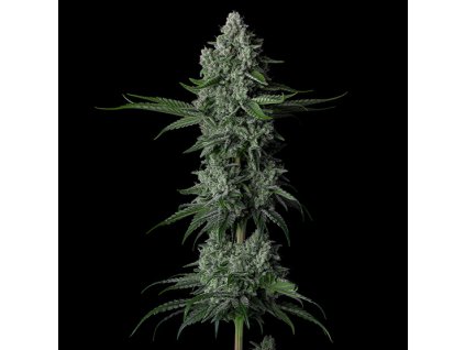 69135 ethos genetics grandpas stash r2 feminized