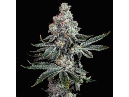 69138 ethos genetics grandpas cookies r2v1 feminized