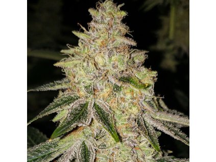 69144 ethos genetics mac n jack r1 feminized