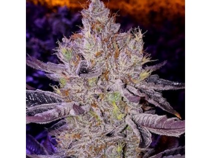 69150 ethos genetics ethos apex f1 regular