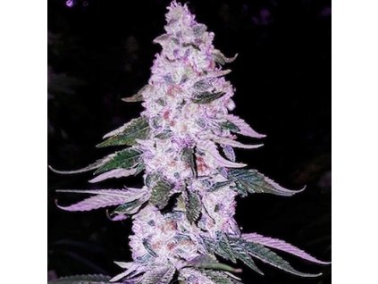 69159 ethos genetics ethos hash plant bx1 regular