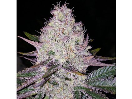 69162 ethos genetics lemon berry candy og regular