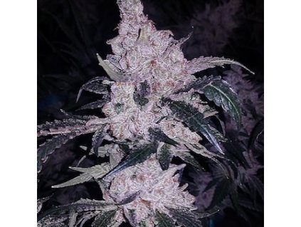 69165 ethos genetics headband cookies bx1 regular