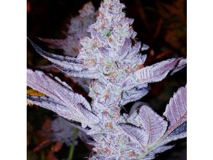 69168 ethos genetics gmo zkittlez f1 regular