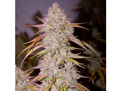 69174 ethos genetics lemon og haze f4 regular