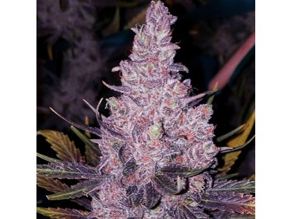 69186 ethos genetics membe og f1 regular