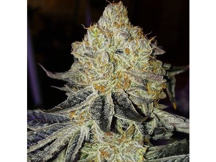 69189 ethos genetics mandarin zkittlez f1 regular