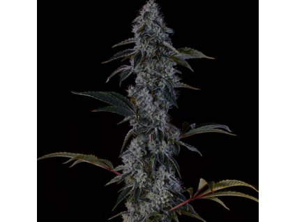 69192 ethos genetics zweet og f2 regular