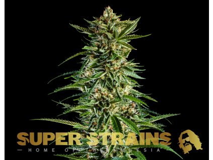 69222 super strains 7th wave feminized