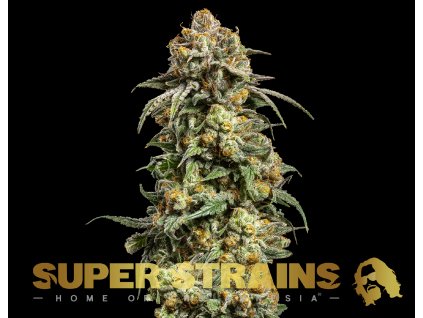 69225 super strains cookies krush feminized