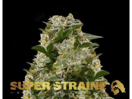 69234 super strains ibiza farmers feminized